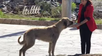 Belediye Hizmet Binası İnşaatını Sokak Köpekleri Koruyacak