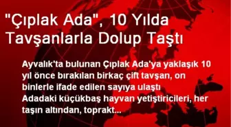 'Çıplak Ada', 10 Yılda Tavşanlarla Dolup Taştı