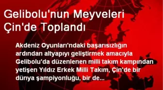 Gelibolu'nun Meyveleri Çin'de Toplandı