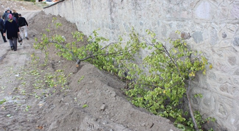 Bergama'da Otopark İçin Ağaçları Söktüler
