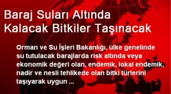 Baraj Suları Altında Kalacak Bitkiler Taşınacak