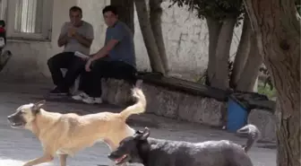 Üniversiteliler Başı Boş Köpeklerden Tedirgin