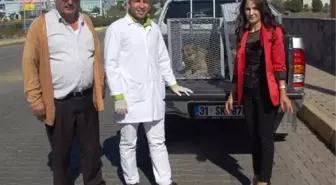 Sokaktaki Kangallar Bekçi Köpeği Yapıldı