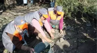 Ayvalık'ta Gazeteciler Roman Müziği Eşliğinde Zeytin Topladı