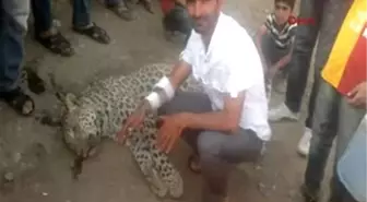 Çobanların Öldürdüğü Hayvan 'Anadulu Leoparı' Mı