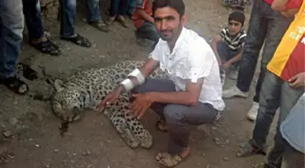 Çobanların Öldürdüğü Hayvan 'Anodulu Leoparı' Mı?