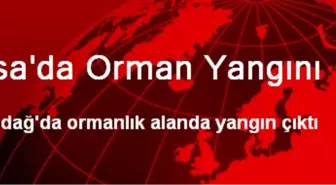 Bursa'da Orman Yangını