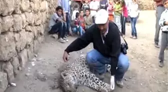 Diyarbakır'da görülen leopar