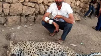 Diyarbakır'da Leoparın Öldürüldüğü Yerde İnceleme Yapıldı