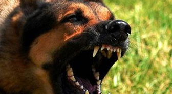 Köpeğin Saldırdığı Minik Yusuf'a 30 Dikiş Atıldı