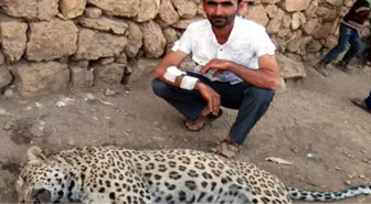 Bilim Adamları Diyarbakır'da Leopar Olduğunu Biliyormuş