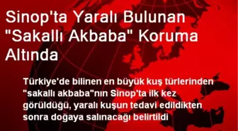 Sinop'ta Yaralı Bulunan Sakallı Akbaba Koruma Alındı