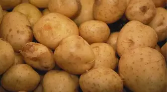 Tatlı Patates Tokat'a Uyum Sağladı