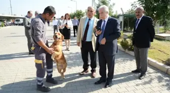 Bu Köpeğin Görevi Metan Gazı Kaçağını Belirlemek