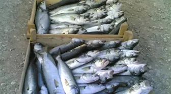 Lüfer 'Altın' Gibi Değerli