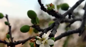 Erik Ağacı Kasım Ayında Meyve Verdi