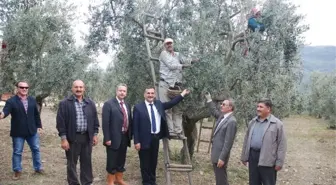 Zeytin Toplayan Çiftçilere Protokol Ziyareti