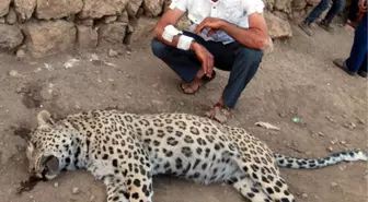 Diyarbakır'da Leopar Öldürülmesi