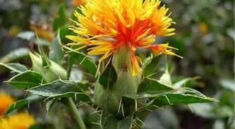 Yozgat'ta Aspir Ekimi Teşvik Edilecek