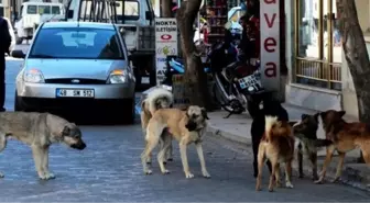 Sarıgöl'de Başıboş Dolaşan Köpekler Korku Salıyor