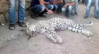 Diyarbakır'da Öldürülen Leopar