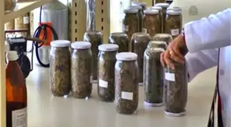 Kaba yem sorununa kamış çözümü