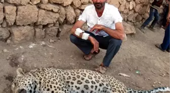 Leoparı Öldüren Çobana 433 TL Ceza