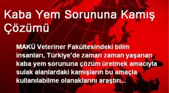 Kaba Yem Sorununa Kamış Çözümü
