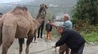 Rize'de Deve Kurban Ettiler