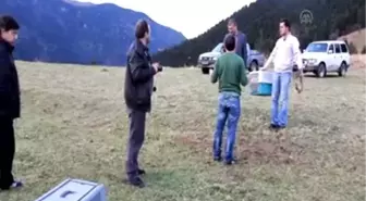 Tedavi edilen kartal ve şahin özgürlüğe kanat çırptı