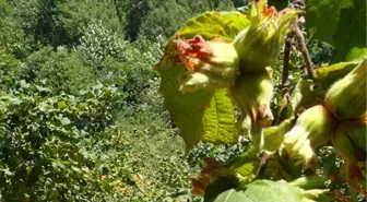 Üreticiler Fındık Bahçelerinden Vazgeçmesinler