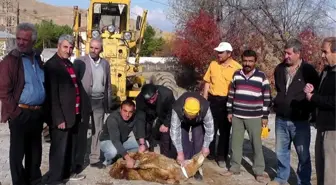 Köy Yolu Parke Olunca Kurban Kestiler