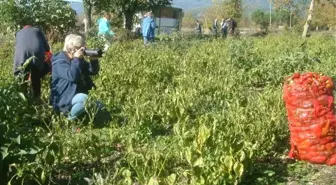 Turfanda Salçalık Domates 50 Kuruş