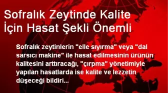 Sofralık Zeytinde Kalite İçin Hasat Şekli Önemli