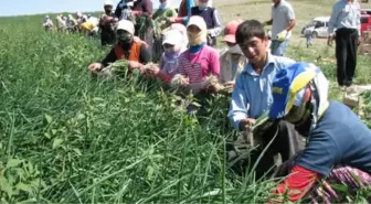 Mevsimlik Tarım İşçileri 'Sosyal Güvenceden Yoksun'