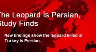 The Leopard İs Persian, Study Finds