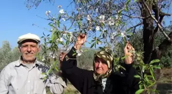 Antalya'da Çiçek Açan Badem Ağacı Görenleri Şaşırttı