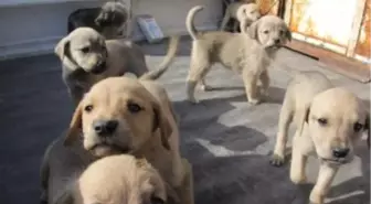 Dokuz Yavru Köpek Barınağın Maskotu Oldu