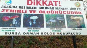 Uludağ'da Afişli Zehirli Mantar Uyarısı