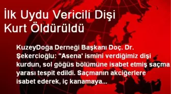 İlk Uydu Vericili Dişi Kurt Öldürüldü