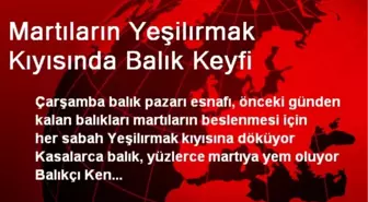 Martıların Yeşilırmak Kıyısında Balık Keyfi