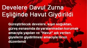 Develere Davul Zurna Eşliğinde Havut Giydirildi