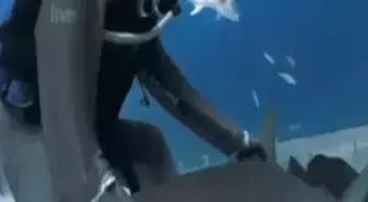 Amerikalı Dalgıç Köpek Balığını Hipnotize Etti