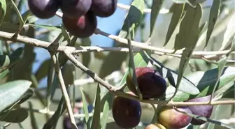 Kahramanmaraş'ta Zeytin Üretiminde 10 Yılda Yüzde 167 Artış