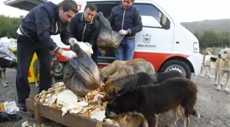 Barınak Köpeklerine Beş Yıldızlı Ziyafet