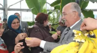 Kütahya'da 'Tropikal Muz' Yetiştirildi