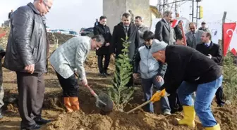 Merzifon'da Yangında Zarar Gören Alan Ağaçlandırılıyor