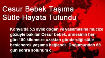 Cesur Bebek Taşıma Sütle Hayata Tutundu