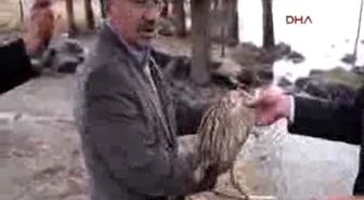 Yolunu Şaşıran Balıkçıl Yeniden Doğaya Salındı