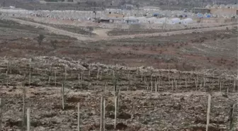 Suriyeli Mülteciler Ağaç Dikti